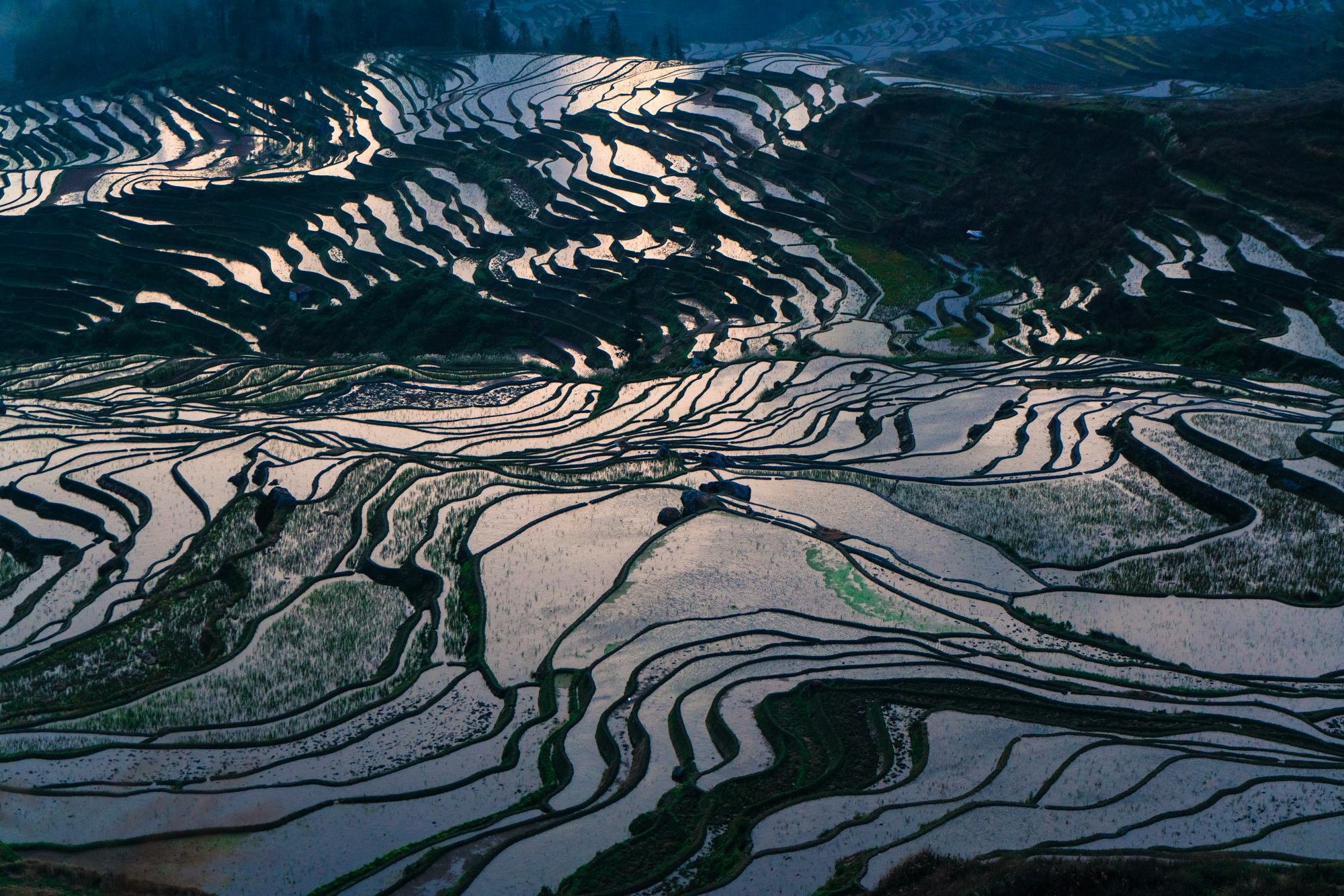 Rice terraces in Yunnan, China
